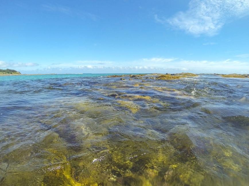 ceilingistheroof | Marengo Reefs Marine Sanctuary: Marine Conservation