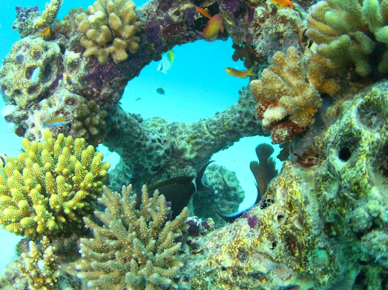 ceilingistheroof | Marengo Reefs Marine Sanctuary: Marine Conservation