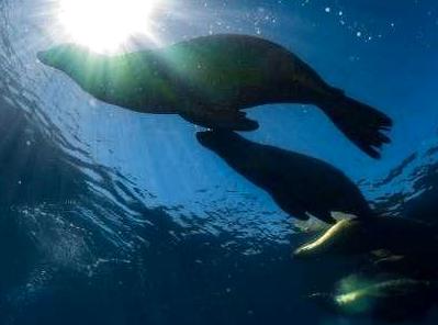 ceilingistheroof | Marengo Reefs Marine Sanctuary: Marine Conservation